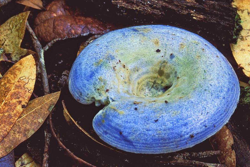 Explora la naturaleza y la gastronomía en el Volcán de Tequila